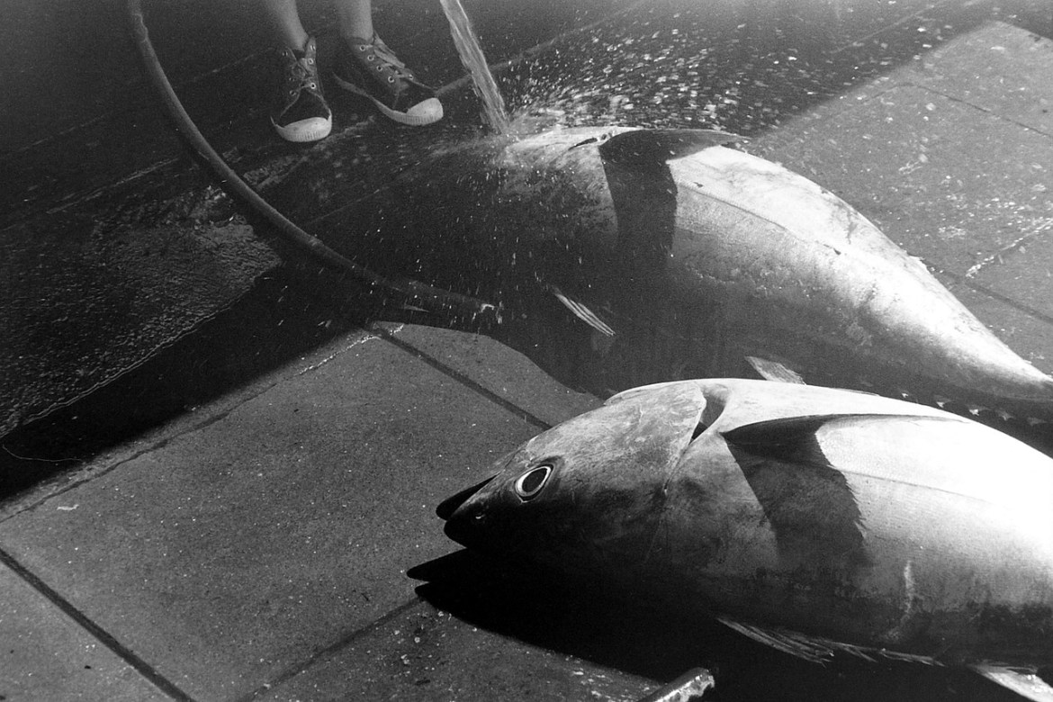 Quick Facts about 3 Different Tuna Species