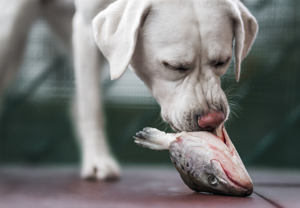 Can Dogs Eat Fish? 6 Types of Fish Dogs Can Eat